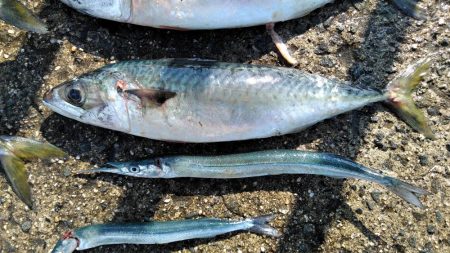 大サバ・中サバ・サバ・サバ時々タチウオ 明けるとサヨリ