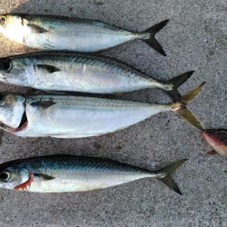 なんで～　こっちのエ～サは、まずい～