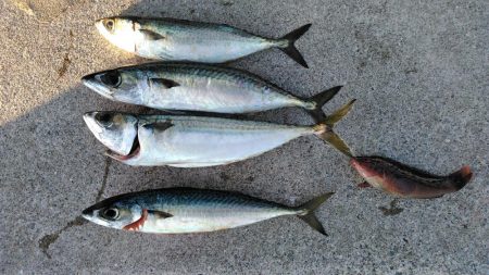 なんで～　こっちのエ～サは、まずい～