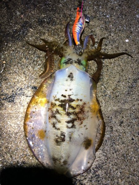 2021 佐渡ヶ島エギング 39回目