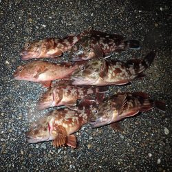 復調してきましたよ！　ライトワインドパラダイス！