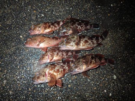 復調してきましたよ！　ライトワインドパラダイス！