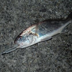 メーターオーバー捕獲に成功！