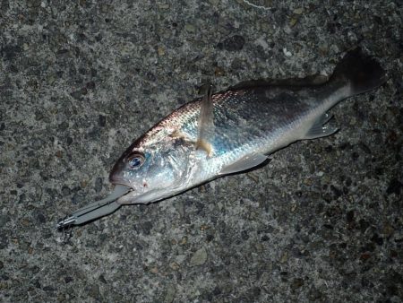 メーターオーバー捕獲に成功！