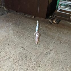 初めてのヒイカ釣り