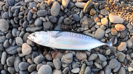 メジカ（マルソウダカツオ）１匹と、尺アジ混…