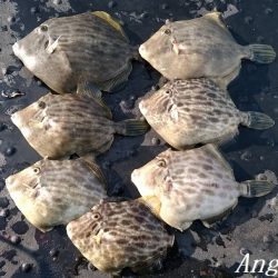 22㎝頭に良型カワハギ7枚！