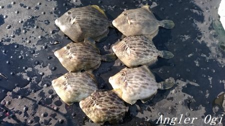 22㎝頭に良型カワハギ7枚！