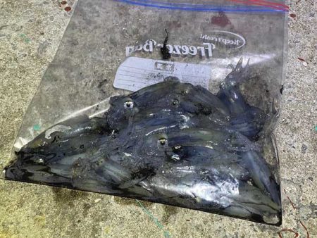 今一番釣れているヒイカを狙い！