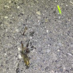 姫路でヒイカ釣り夕マヅメラッシュで爆釣か！？