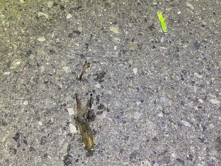 姫路でヒイカ釣り夕マヅメラッシュで爆釣か！？