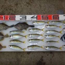 のとじま臨海公園海づりセンター 釣果