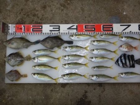 のとじま臨海公園海づりセンター 釣果