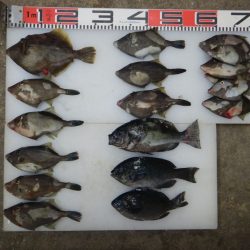 のとじま臨海公園海づりセンター 釣果