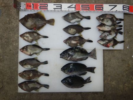 のとじま臨海公園海づりセンター 釣果