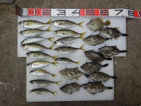 のとじま臨海公園海づりセンター 釣果