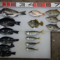 のとじま臨海公園海づりセンター 釣果