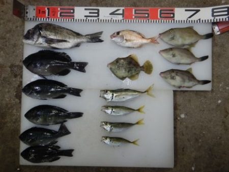 のとじま臨海公園海づりセンター 釣果