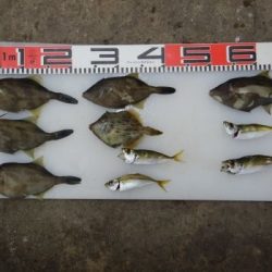 のとじま臨海公園海づりセンター 釣果