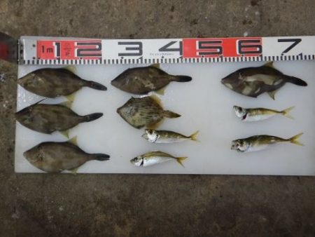 のとじま臨海公園海づりセンター 釣果