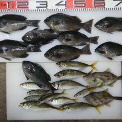 のとじま臨海公園海づりセンター 釣果