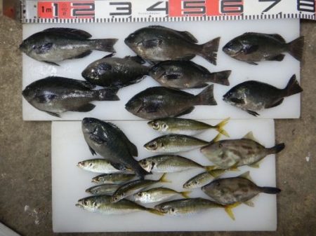 のとじま臨海公園海づりセンター 釣果