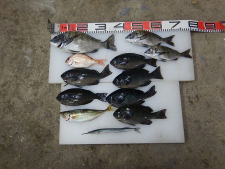 のとじま臨海公園海づりセンター 釣果