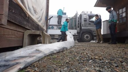 フィッシングレイクたかみや 釣果
