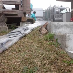 フィッシングレイクたかみや 釣果