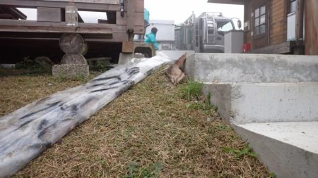 フィッシングレイクたかみや 釣果