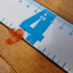 フィッシングレイクたかみや 釣果