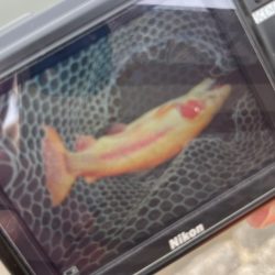 フィッシングレイクたかみや 釣果