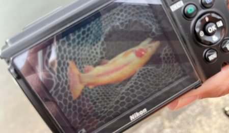 フィッシングレイクたかみや 釣果