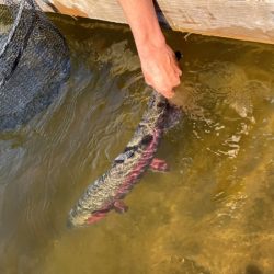 フィッシングレイクたかみや 釣果