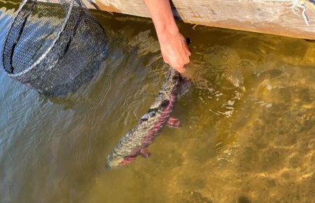 フィッシングレイクたかみや 釣果