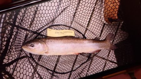 フィッシングレイクたかみや 釣果