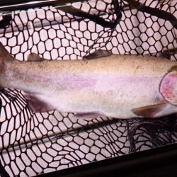 フィッシングレイクたかみや 釣果