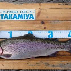 フィッシングレイクたかみや 釣果