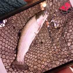 フィッシングレイクたかみや 釣果