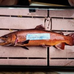 フィッシングレイクたかみや 釣果