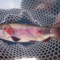 フィッシングレイクたかみや 釣果