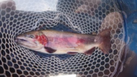 フィッシングレイクたかみや 釣果