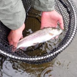フィッシングレイクたかみや 釣果