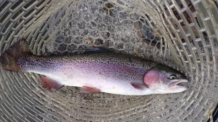 フィッシングレイクたかみや 釣果