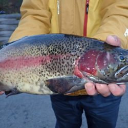 フィッシングレイクたかみや 釣果