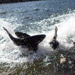 フィッシングレイクたかみや 釣果
