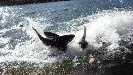 フィッシングレイクたかみや 釣果