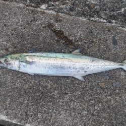 青物まだ釣れます!