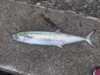 青物まだ釣れます!