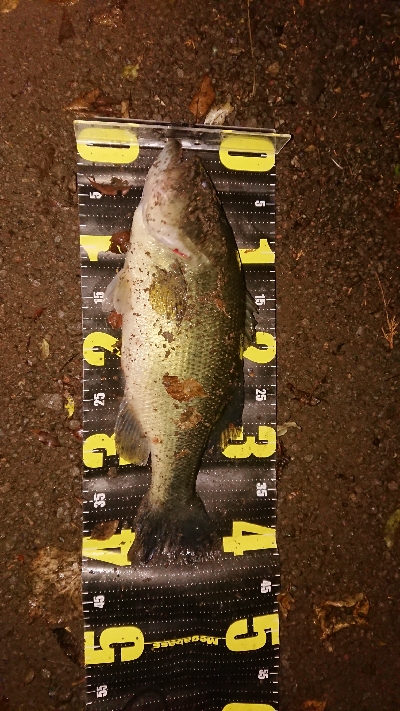 日没後にトップで1本